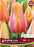 Tulip Giant Late Blushing Lady