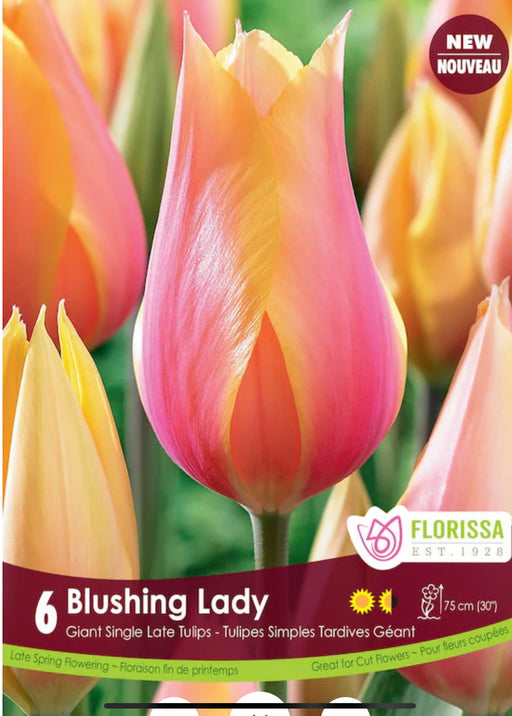 Tulip Giant Late Blushing Lady