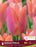 Tulip Double Early Salmon Prince pkg 6.