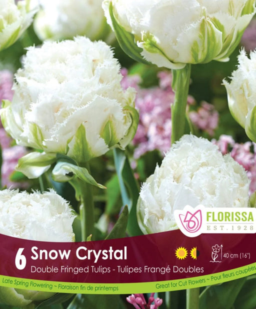 Tulip Fringed Snow Crystal