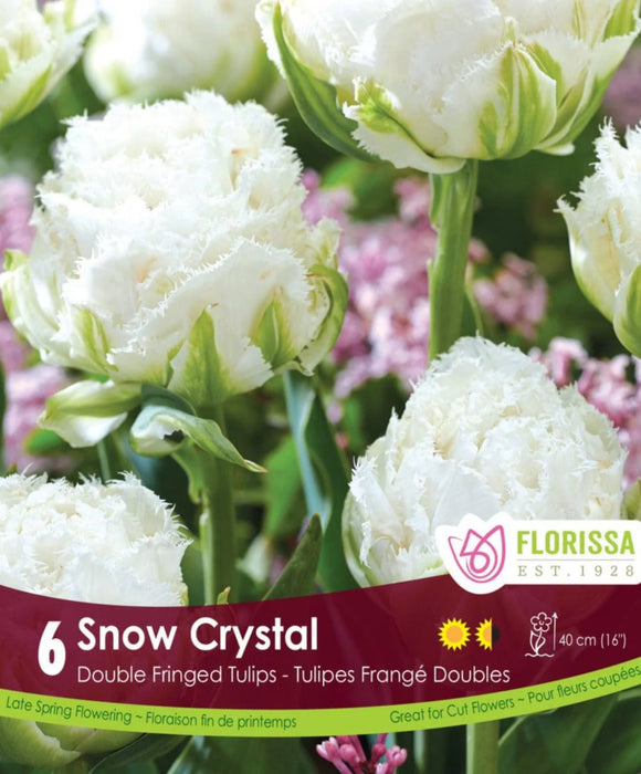 Tulip Fringed Snow Crystal