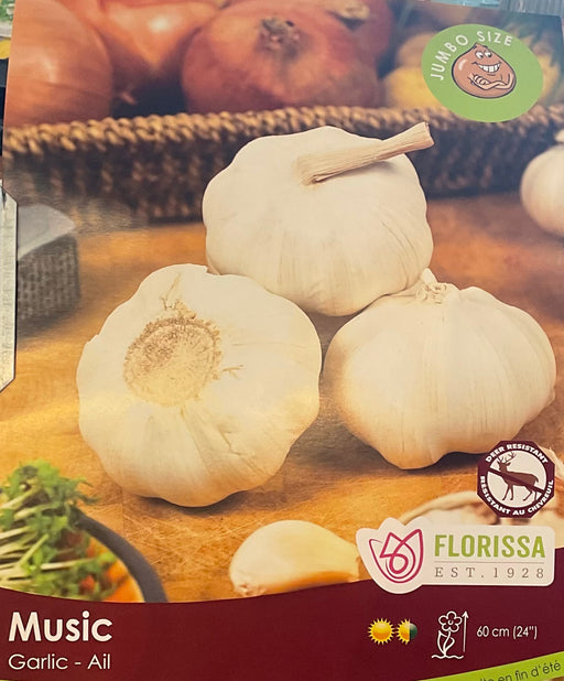 Jumbo Garlic Music Hardneck by the lb.
