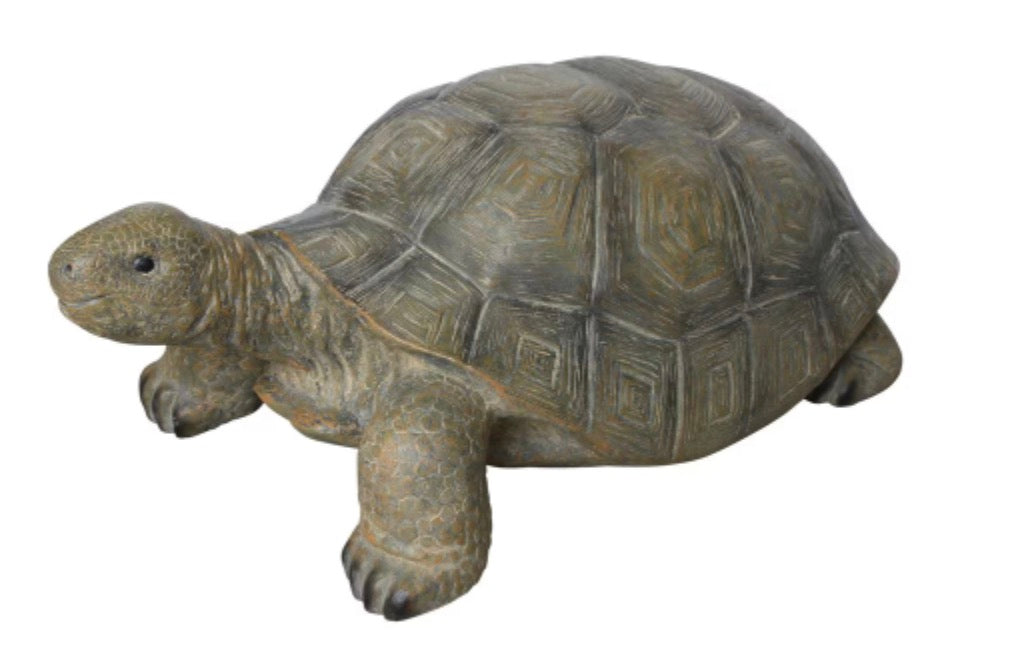 Tortoise 31"