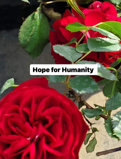 Rose Hardy Hope for Humanity #2