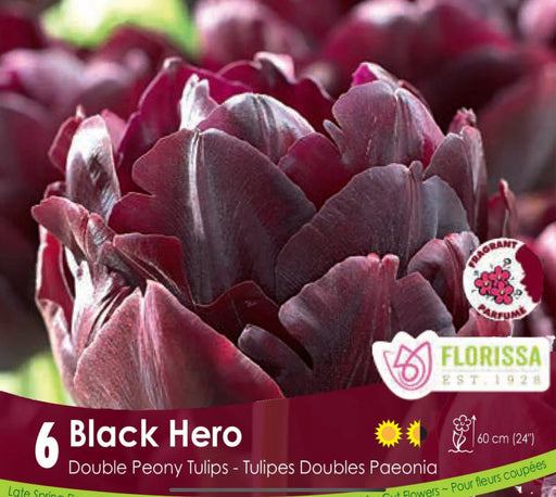 Tulip Double Late Black Hero