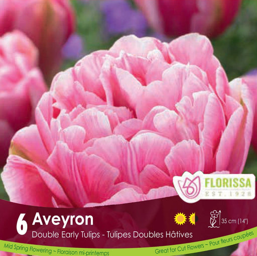 Tulip Double Early Aveyron pkg.6