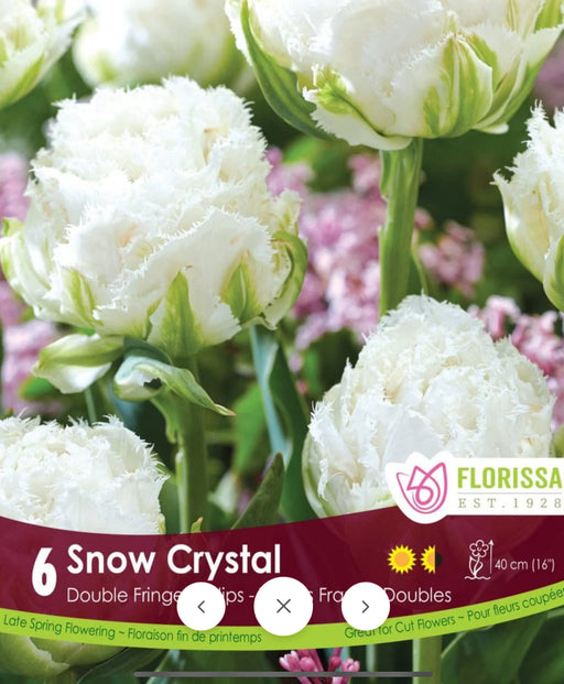 Tulip Fringed Snow Crystal
