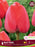 Tulip Darwin Single Late Red Pride