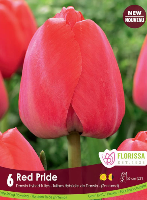 Tulip Darwin Single Late Red Pride