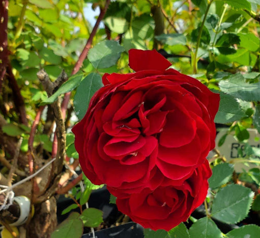 Rose hardy Emily Carr #2