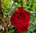 Rose hardy Emily Carr #2