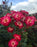 Rose Hardy Never Alone #2