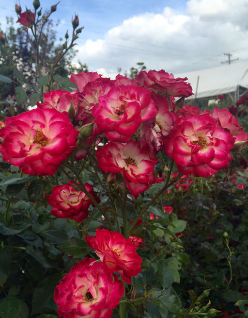 Rose Hardy Never Alone #2