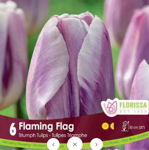 Tulip Triumph Flaming Flag