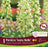 Fritillaria ivory bells