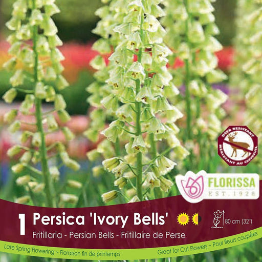 Fritillaria ivory bells
