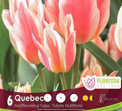 Tulip Bouquet Flowering -Quebec