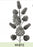 Stem Pine Cones White 23"