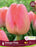 Tulip Darwin Single Late Orange Pride