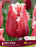 Tulip Fringed New Santa