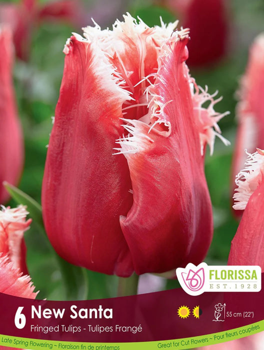 Tulip Fringed New Santa