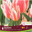 Tulip Bouquet Flowering -Quebec