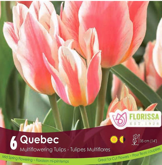Tulip Bouquet Flowering -Quebec