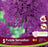 Allium Purple Sensation 10/Pkg