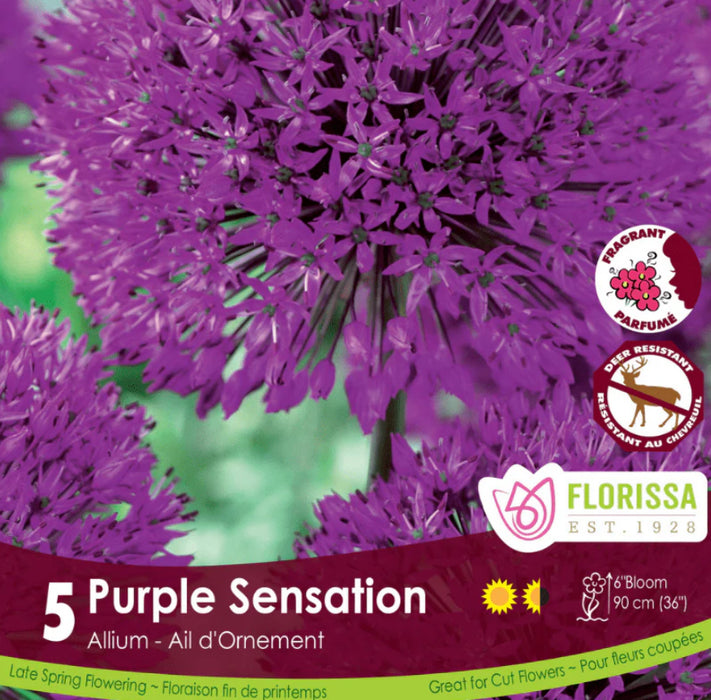 Allium Purple Sensation 10/Pkg