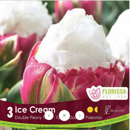 Tulip Ice Cream