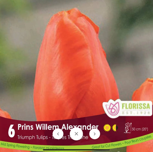 Tulip Triumph Prins Willem Alexander
