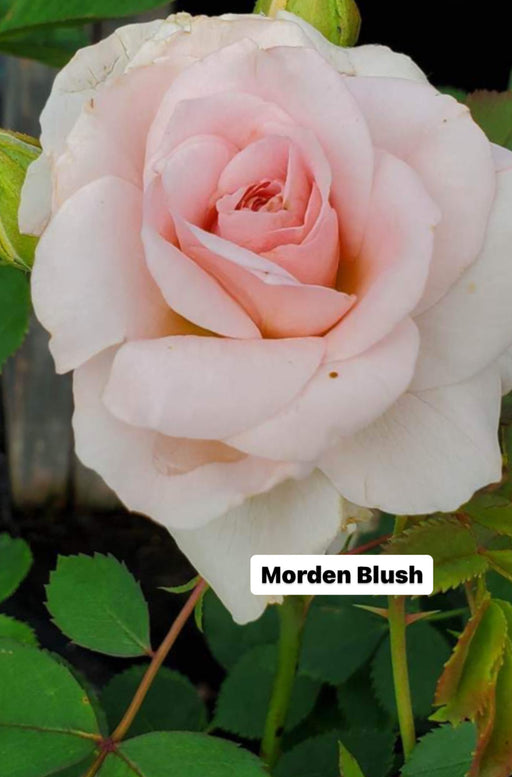 Rose Hardy Morden Blush #2