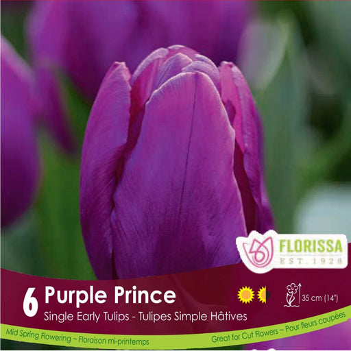 Tulip single Early Purple  Prince pkg 6.