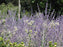 Perovskia atriplicifolia Little Spire 9cm