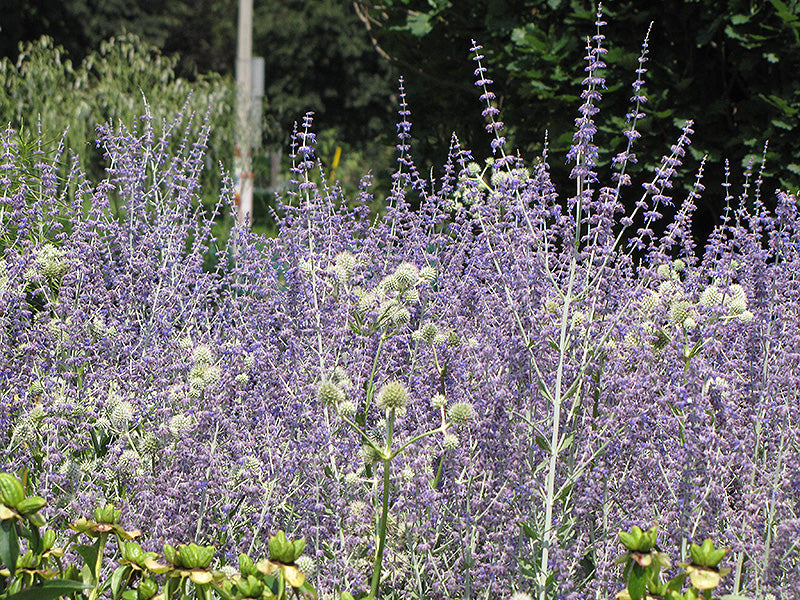 Perovskia atriplicifolia Little Spire 9cm