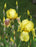 Iris german Harvest of Memories ex 15cm