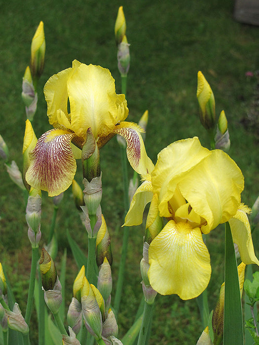 Iris german Harvest of Memories ex 15cm