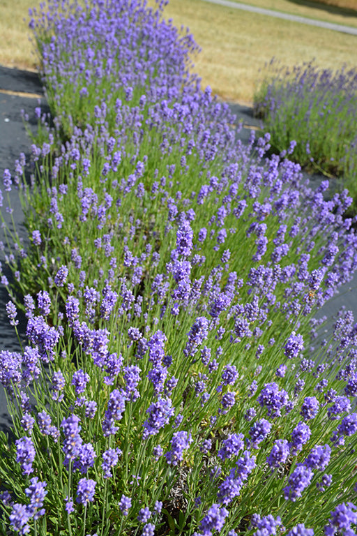 Lavandula Hidcote Blue #2