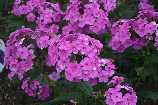 Phlox Cloudburst #1