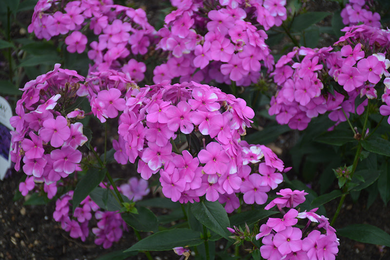 Phlox Cloudburst #1