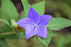 Platycodon Astra Blue 15cm