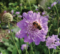 Scabiosa Nova Dew Drops 15cm
