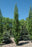 Birch Parkland Pillar 7g