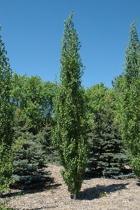 Birch Parkland Pillar 7g