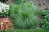 Sporobolus heterolepsis 15cm