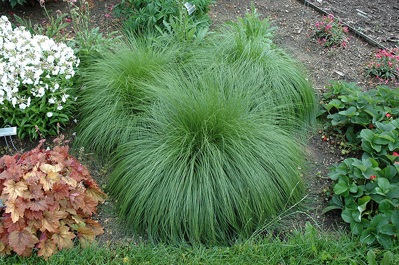 Sporobolus heterolepsis 15cm