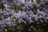 California Lilac #2 Ceanothus Thy Victoria - Gardenia