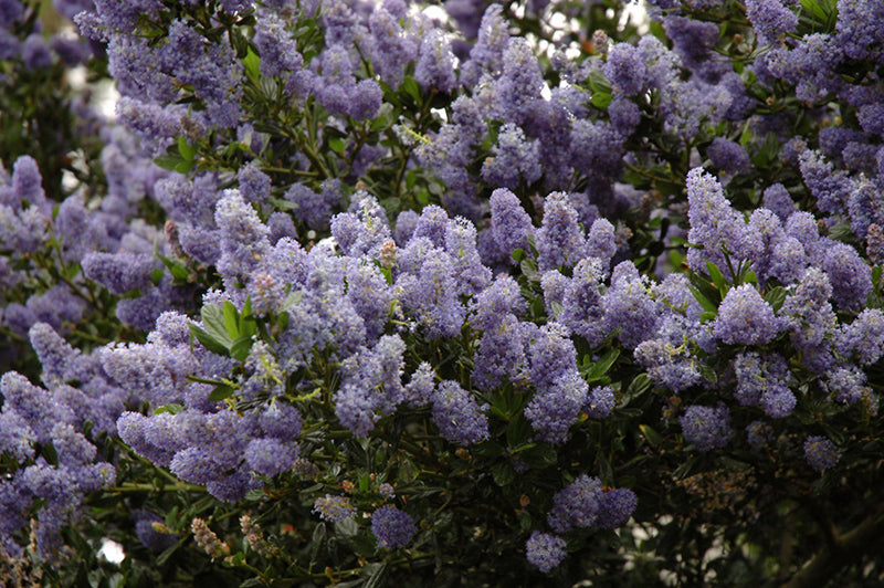 California Lilac #2 Ceanothus Thy Victoria - Gardenia