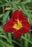Daylily Hemerocallis Prairie Wildfire