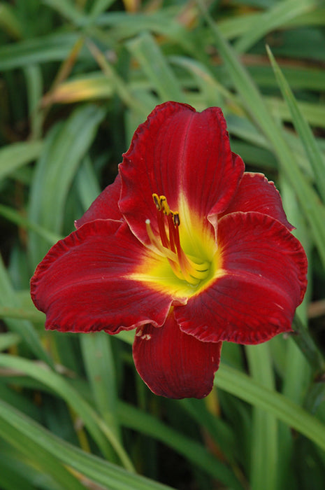 Daylily Hemerocallis Prairie Wildfire